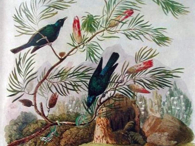 1793-Christopher Webb Smith - Storno dalle ali rosse e Storno lucido con camaleonti su un cespuglio di Protea repens